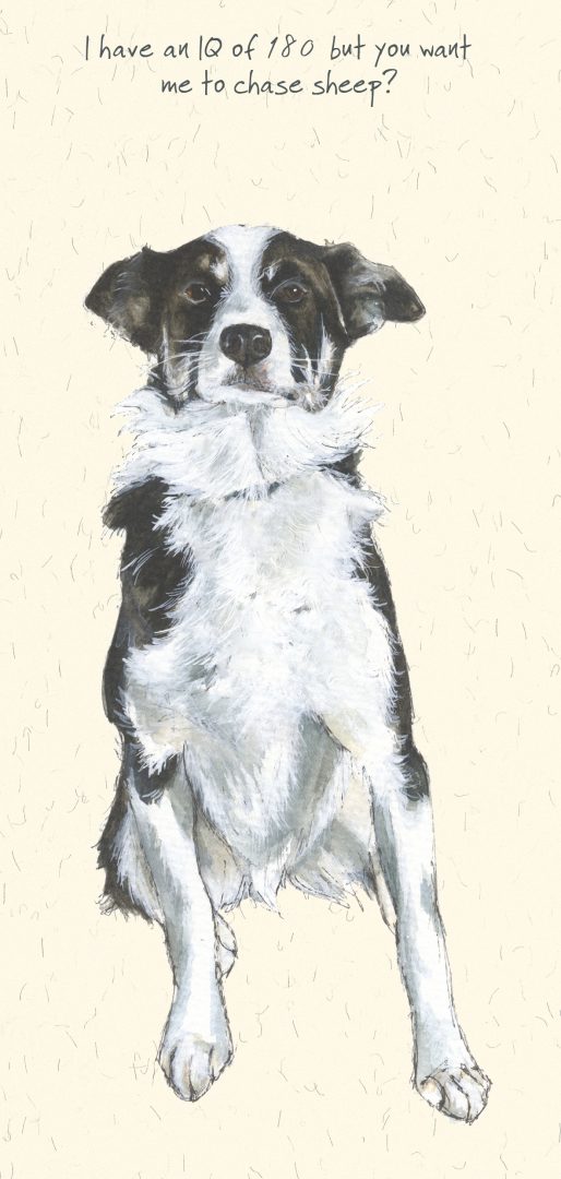 Border Collie Greeting Card - IQ - The Little Dog Laughed